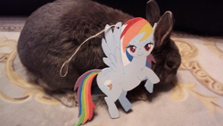 Size: 500x282 | Tagged: safe, rainbow dash, rabbit, g4, photo