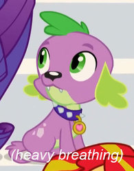 Size: 331x425 | Tagged: safe, edit, edited screencap, screencap, spike, dog, equestria girls, g4, my little pony equestria girls: rainbow rocks, cropped, descriptive noise, heavy breathing, image macro, meme, sitting, spike the dog