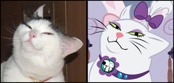 Size: 672x322 | Tagged: safe, artist:papaudopoulos69, opalescence, cat, g4, meme, parody, photo