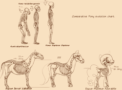 Size: 1621x1200 | Tagged: safe, artist:countcarbon, horse, human, pony, analysis, anatomy, australopithecus, chart, diagram, evolution, female, horse skeleton, line-up, simple background, skeleton, tan background