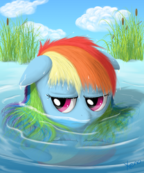 Size: 1250x1500 | Tagged: safe, artist:the1xeno1, rainbow dash, pony, g4, cattails, female, reeds, solo, water, wet mane