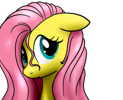 Size: 740x600 | Tagged: safe, artist:hudoyjnik, fluttershy, pony, g4, bust, female, floppy ears, looking at you, mare, portrait, simple background, solo, stray strand, three quarter view, white background