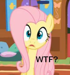 Size: 326x351 | Tagged: safe, fluttershy, g4, female, meme, solo