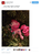 Size: 405x560 | Tagged: safe, pinkie pie, pony, g4, female, lauren faust, solo, text, tinsel, twitter