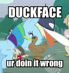 Size: 377x402 | Tagged: safe, screencap, rainbow dash, duck, g4, animation error, duckface, image macro, meme