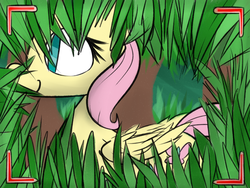 Size: 2880x2160 | Tagged: safe, artist:martinhello, fluttershy, g4, camera, camera shot, female, grass, solo, spying