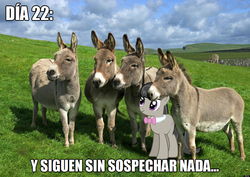 Size: 1000x706 | Tagged: safe, octavia melody, donkey, earth pony, pony, g4, burroctavia, cute, humor, irl, irl donkey, photo, ponies in real life, spanish, they suspect nothing, ya es hora