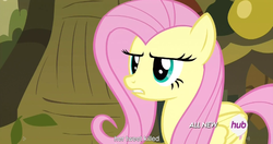 Size: 1151x609 | Tagged: safe, screencap, fluttershy, filli vanilli, g4, all new, female, hub logo, meme, solo, text, youtube caption