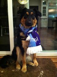 Size: 716x960 | Tagged: safe, dog, /mlp/, 4chan cup scarf, clothes, irl dog, maisy, photo, scarf