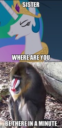 Size: 1494x3050 | Tagged: safe, edit, edited screencap, screencap, princess celestia, monkey, g4, mandrill, meme, princess baboona, random