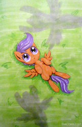 Size: 718x1113 | Tagged: safe, artist:babakinkin, scootaloo, g4, traditional art