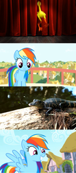 Size: 1365x3072 | Tagged: safe, boneless, gummy, rainbow dash, alligator, g4, pinkie pride, irl, irl gummy, photo, rubber chicken, wingboner