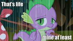 Size: 1054x592 | Tagged: safe, spike, g4, abuse, caption, image macro, male, rain, sad, solo, spikeabuse