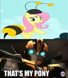 Size: 520x597 | Tagged: safe, fluttershy, g4, it ain't easy being breezies, animal costume, bee costume, bumblebee (transformers), clothes, comparison, costume, flutterbee, meme, that's my pony, that's my x, transformers, transformers prime