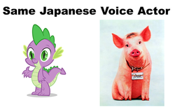 Size: 856x536 | Tagged: safe, spike, dragon, pig, g4, babe (character), babe (film), exploitable meme, japanese, meme, motoko kumai, same voice actor, the sheep-pig