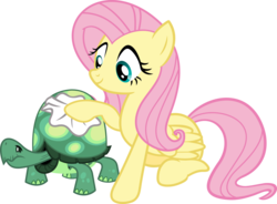 Size: 1043x766 | Tagged: safe, artist:porygon2z, fluttershy, tank, pegasus, pony, reptile, tortoise, g4, duo, simple background, transparent background, vector