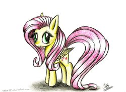 Size: 1024x744 | Tagged: safe, artist:kobra333, fluttershy, g4, female, solo, traditional art