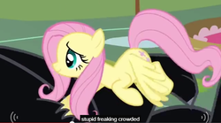 Size: 635x353 | Tagged: safe, screencap, cerberus (character), fluttershy, cerberus, g4, it's about time, meme, multiple heads, three heads, youtube caption