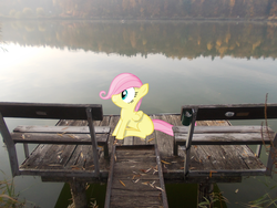 Size: 2592x1944 | Tagged: safe, artist:hundebleonidasx, artist:tim015, fluttershy, g4, bench, female, filly, irl, lake, photo, pier, ponies in real life, solo, vector