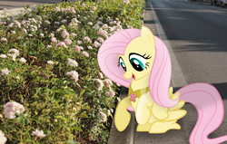 Size: 5001x3188 | Tagged: safe, artist:missbeigepony, artist:ryoki-fureaokibi, fluttershy, pegasus, pony, g4, element of kindness, flower, high res, irl, photo, ponies in real life, shadow, solo, street, vector