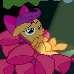 Size: 1080x1080 | Tagged: safe, screencap, scootaloo, g4, somepony to watch over me, apple bloom's bow, bored, bow, duckface, female, hat and bow closet, pouting, solo