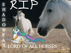 Size: 800x600 | Tagged: safe, princess celestia, alicorn, pony, g4, female, implied death, in memoriam, irl horse, lord of the rings, mare, sad, shadowfax