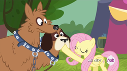 Size: 1440x810 | Tagged: safe, screencap, fluttershy, dog, orthros, pegasus, pony, g4, trade ya!, collar, dog collar, eyes closed, female, hoof in mouth, hub logo, mare, multiple heads, shhh, two heads