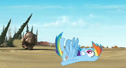 Size: 1920x1040 | Tagged: safe, rainbow dash, pegasus, pony, rhinoceros, g4, carl (ice age), crossover, female, ice age, male, mare