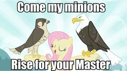 Size: 960x535 | Tagged: safe, edit, edited screencap, screencap, fluttershy, bald eagle, eagle, hawk, pegasus, peregrine falcon, pony, g4, may the best pet win, anastasia, don bluth, eyes closed, image macro, in the dark of the night, meme