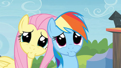 Size: 426x240 | Tagged: safe, screencap, fluttershy, rainbow dash, g4, trade ya!