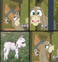 Size: 1307x1389 | Tagged: safe, cranky doodle donkey, donkey, g4, exploitable meme, foal, irl, meme, photo