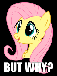 Size: 750x1000 | Tagged: safe, fluttershy, pegasus, pony, g4, black background, but why, caption, exploitable meme, female, image macro, mare, meme, painfully innocent fluttershy, question mark, reaction image, simple background, solo, text