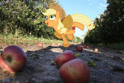 Size: 400x267 | Tagged: safe, applejack, g4, apple, irl, photo, ponies in real life, solo, that pony sure does love apples, tired