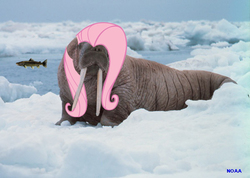 Size: 600x427 | Tagged: safe, fluttershy, walrus, g4, wat