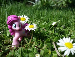 Size: 4128x3096 | Tagged: safe, artist:sleepyowlish, pinkie pie, g4, blind bag, flower, irl, photo, solo, toy