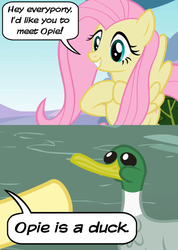 Size: 400x561 | Tagged: safe, edit, edited screencap, editor:cheezedoodle96, screencap, fluttershy, duck, mallard, pony, g4, caption, comic, female, grin, male, mare, meta, op, op is a duck (reaction image), pointing, pun, reaction image, screencap comic, smiling, text, visual pun, wordplay