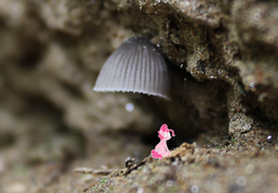 Size: 1480x1029 | Tagged: safe, artist:s8ansglory, pinkie pie, g4, irl, mushroom, photo, ponies in real life, solo, tiny