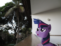 Size: 4608x3456 | Tagged: safe, artist:derpwave, artist:epic-panda17, artist:ojhat, artist:vladimirmacholzraum, derpy hooves, dinky hooves, twilight sparkle, pegasus, pony, g4, balcony, female, irl, mare, photo, ponies in real life, solo, tree, vector, windswept mane