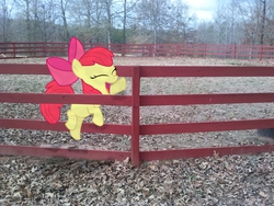 Size: 2592x1944 | Tagged: safe, artist:lightningtumble, artist:tokkazutara1164, apple bloom, g4, climbing, fence, happy, irl, photo, ponies in real life, solo, vector