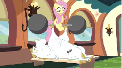 Size: 576x324 | Tagged: safe, screencap, bulk biceps, fluttershy, equestria games (episode), g4, animated, barbell, cute, friendship express, gritted teeth, hub logo, hubble, loop, sitting, smiling, the hub, weight lifting, weights