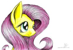 Size: 1024x701 | Tagged: safe, artist:kobra333, fluttershy, g4, female, solo, traditional art