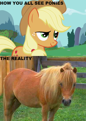 Size: 548x776 | Tagged: safe, screencap, applejack, earth pony, horse, pony, g4, female, irl, irl horse, mare, photo, raised eyebrow, real pony, reality check, smiling