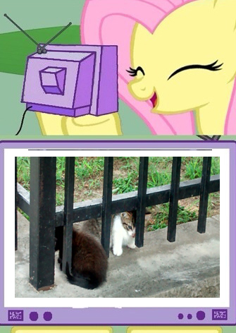 #651694 - safe, fluttershy, cat, g4, exploitable meme, kitten, meme ...