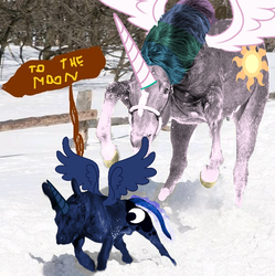 Size: 584x586 | Tagged: safe, princess celestia, princess luna, dog, g4, artifact, fence, hoers, irl, irl dog, irl horse, nudity, sheath, sign, snow, spread wings, to the moon, tree, wat