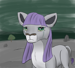Size: 2200x2000 | Tagged: safe, artist:kopaleo, maud pie, big cat, lion, g4, crying, female, frown, high res, lioness, lionified, looking at you, sad, solo, species swap
