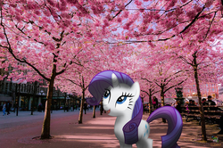 Size: 880x583 | Tagged: safe, artist:krusiu42, artist:ojhat, rarity, human, g4, bench, building, cherry blossoms, irl, japan, photo, ponies in real life, shadow, solo, streetlight, vector