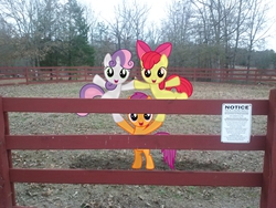 Size: 2592x1944 | Tagged: safe, artist:thatguy1945, artist:tokkazutara1164, apple bloom, scootaloo, sweetie belle, earth pony, pegasus, pony, unicorn, g4, cute, cutie mark crusaders, fence, irl, photo, ponies in real life, pose, practice, pyramid, shadow, sign, standing, tree, trio