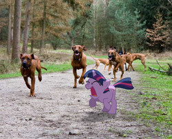 Size: 885x719 | Tagged: dead source, safe, artist:digitalpheonix, artist:krazy3, twilight sparkle, dog, pony, unicorn, g4, animal, charge, female, filly, filly twilight sparkle, irl, path, photo, ponies in real life, rhodesian ridgeback, solo, unicorn twilight, vector, young, younger