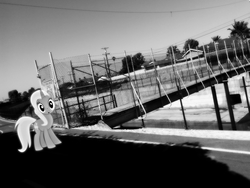 Size: 2560x1920 | Tagged: safe, artist:crucifythewolf, trixie, pony, unicorn, g4, female, irl, mare, monochrome, photo, photography, ponies in real life, solo, vector