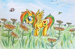 Size: 3978x2599 | Tagged: safe, artist:0okami-0ni, oc, oc only, butterfly, high res, solo, sunflower, traditional art